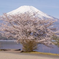 山中湖の一本桜