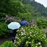 梅雨も本番　傘マークがずらり　2025/06/08（鹿児島）