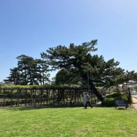 小田原城址公園は「御感の藤」が見頃を迎える時期となりました！