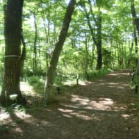 国営武蔵森林公園　　野草コースの静かな道　　　17