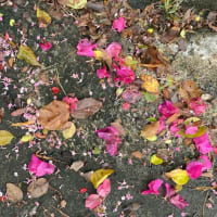 目を見張る🌸の季節、庭のランタナやブーゲンビリアが落ちた花弁に心踊る‼️