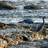 07/26記録写真：狩尾岬の鳥たち（2羽のクロサギの採餌模様、）