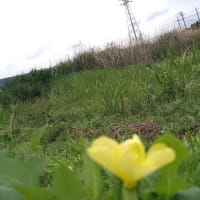小待宵草の空