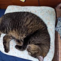 多分寝てる