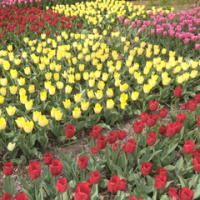 チュウリップの花盛り・・・きれい！