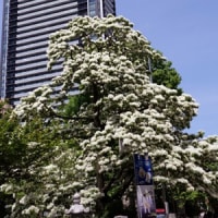 町の中心地【金神社】に聳える”なんじゃｍんじゃ”の花