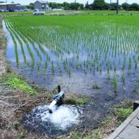 取水口　暫し賑やか