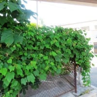 白鷺公園・続き