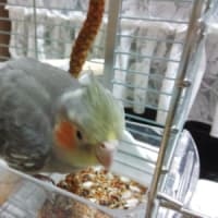 ヤマト元気に遊ぶ