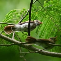 サンコウチョウの巣立ち雛