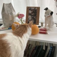 本日の猫たち#228