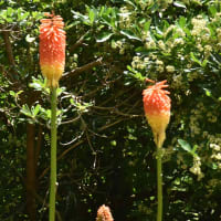 何時ものところで夏の花トリトマが咲いています