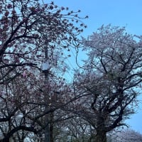 オサンポ walk - 植物plant : 染井吉野と八重桜 sakura and sakura