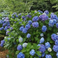 紫雲出山のアジサイ