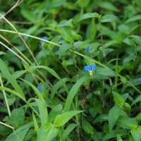 大山鹿スペシャル　夏野菜カレー