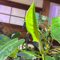 休んでる間も植物は育つ。