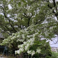 日曜日