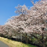 お花見多摩川クリーン作戦、帰路は珍しい黄桜観賞
