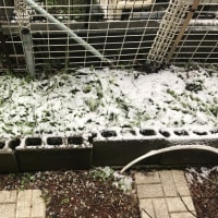 2024-3-13ニジマスをいただく。雪のフキノトウ