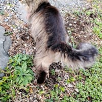 どこかで待っていた猫。