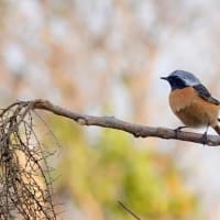 06/25探鳥記録写真：２０２５年３月に出会った鳥たち①