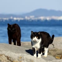 九州D島の猫たち　2024年3月　その9