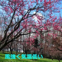 お花見2