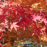 2023/11/25トシちゃんスカパー&WOWOW出演情報と紅葉狩り