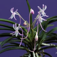 富貴蘭「紅　栄」の花()過去の画像倉庫から)