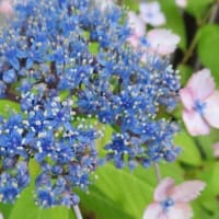 暑い、６月もおわりかあ～