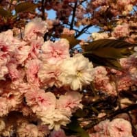 御衣黄桜と四葉のクローバー
