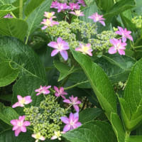 紫陽花