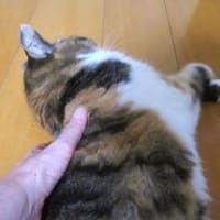 「タフ・ネゴシエイター」