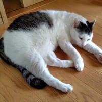 今日もニアピン(;´･ω･)