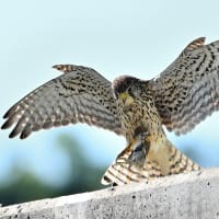 チョウゲンボウ