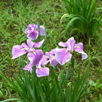 【”25 花菖蒲が満開だ！】東村山市：北山公園