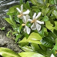 梔子の花