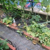 メロンのウドンコ病に納豆水