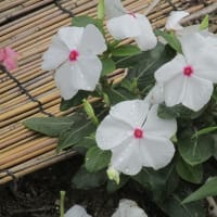 ６月の花 ７