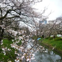 松川べり桜（4月4日）