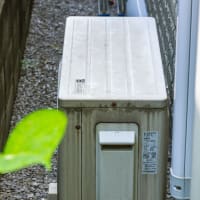 7月5日(土) 初夏の緑