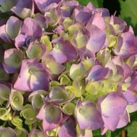 紫陽花！咲いたよ！