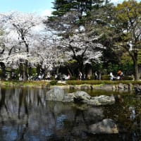 東京の桜の花は終わりました…前