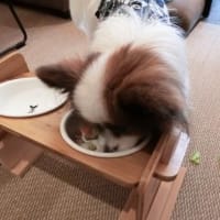 ふうたくんとレジーナ長浜(^^♪＆月命日