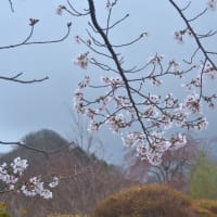 「曇天に咲く」　いわき　高野花見山にて撮影！　ソメイヨシノ