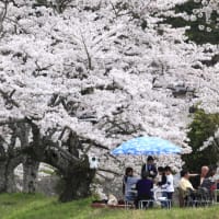 さくら　シリーズ