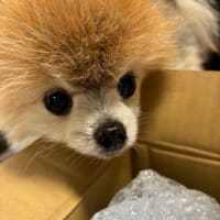 愛情ハニー