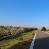 小布施　堤の八重桜