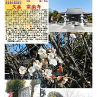 花巡り「梅－357」  久喜　常楽寺