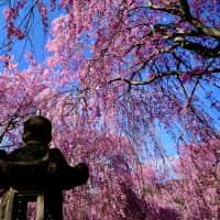 お花見-奈良県東吉野村：高見の郷